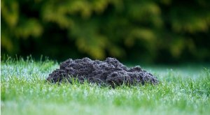 topos en el jardín el problema