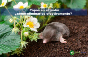 Topos en el jardín