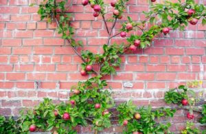 espalderas decorar tu jardín con frutales