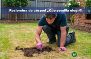 Resiembra de césped ¿que semilla elegir?