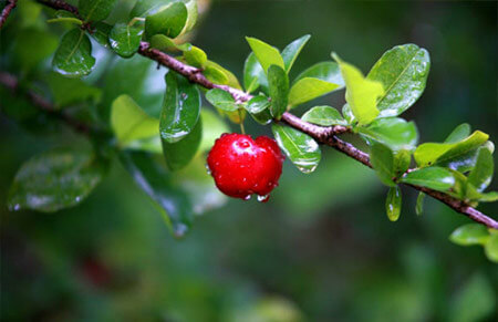 acerolo arboles frutales