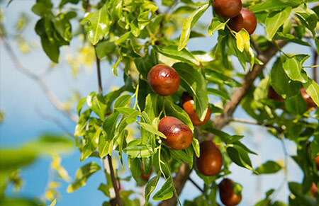 Azufaifo arboles frutales