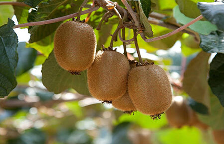 kiwi arboles frutales