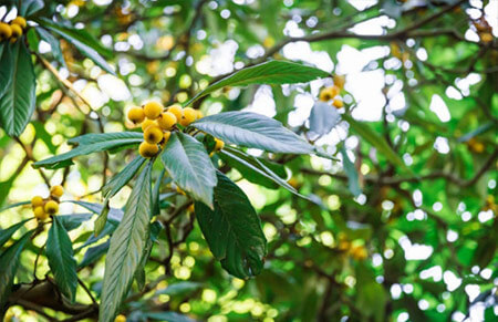 níspero europeo arboles frutales