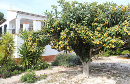 níspero tanaka arboles frutales