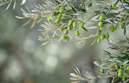 olivo arboles frutales