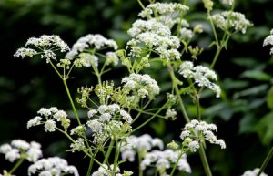 aromáticas resistentes anuales