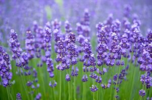 Lavanda plantas resistentes