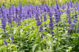 Salvia plantas resistentes