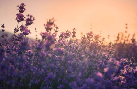 Lavanda aromáticas populares