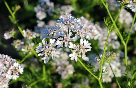 aromáticas populares cilantro