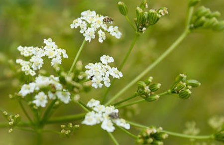 comino aromáticas populares