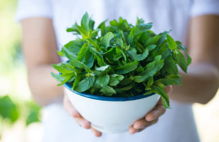 menta hierbabuena aromáticas populares