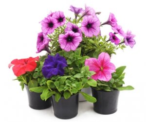 Plantas artificiales con flor