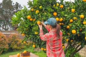 Tipos de arboles frutales cítricos