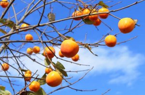 tipos de arboles frutales variados