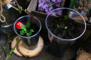 plántula para sembrar dichondra repens