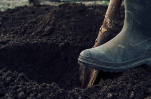 preparación del terreno para sembrar dichondra repens