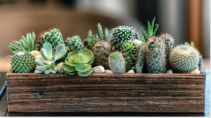 Plantas de interior resistentes cactus