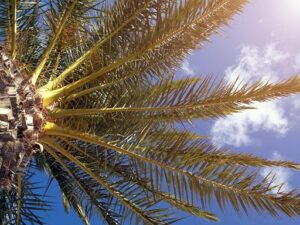 La solución para eliminar el problema del picudo de la palmera (2)