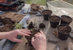 Plantas en suelo, macetas y ornamentales