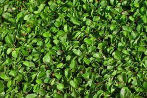 Dichondra Repens