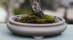 Hazlo Tú Mismo: Árbol De Olivo Artificial
