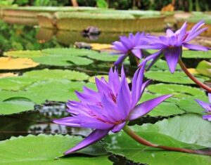 estanque de jardín prefabricado