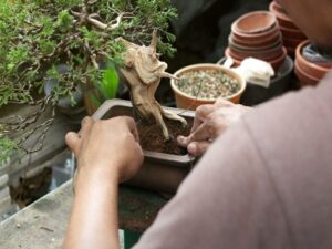 ¿Cuáles son los cuidados básicos bonsái de exterior