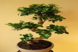 De prebonsái a bonsái trasplante paso a paso